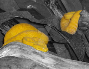 Selective Colour Snakes