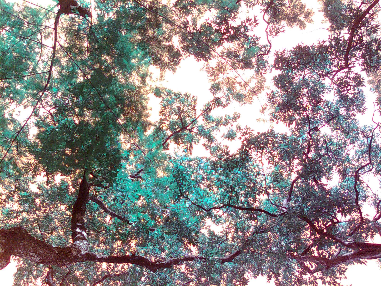 Pan Camera Upwards,FalseColor