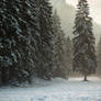 Austria Tyrol Alps Mountains Forest Snow Winter By