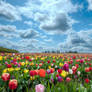 Tulips Field Flowers Nature Sky By Jeinex