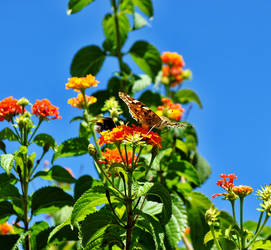 when a bee loves a butterfly
