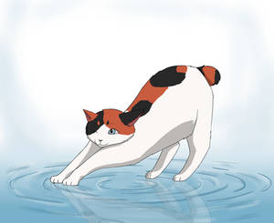 Cat on Water