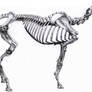 Horse Skeleton