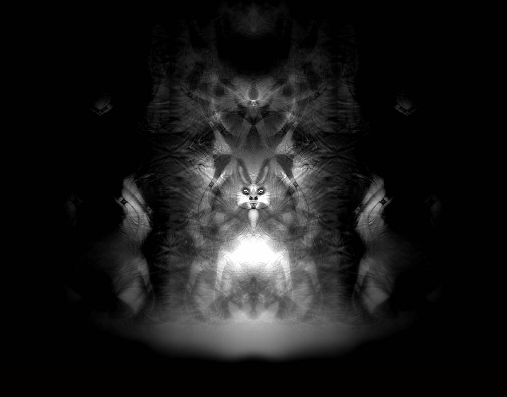 hypnotized rabbit by vincentbrunott on DeviantArt