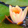 Blooming Water Lily