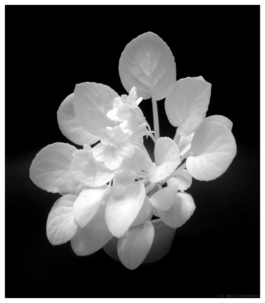 Infrared flower