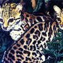 Margay Cats