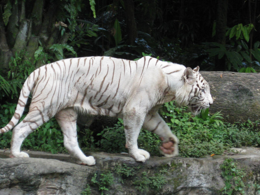 White Tiger Stock 1