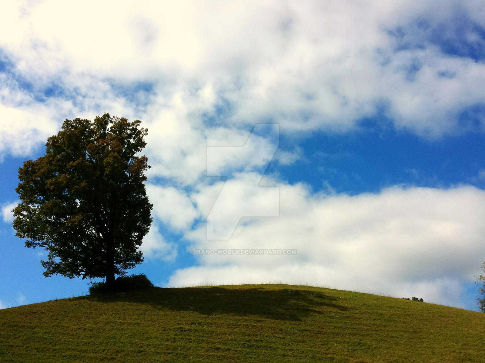 A Tree Upon A Hill