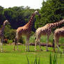giraffes queueing