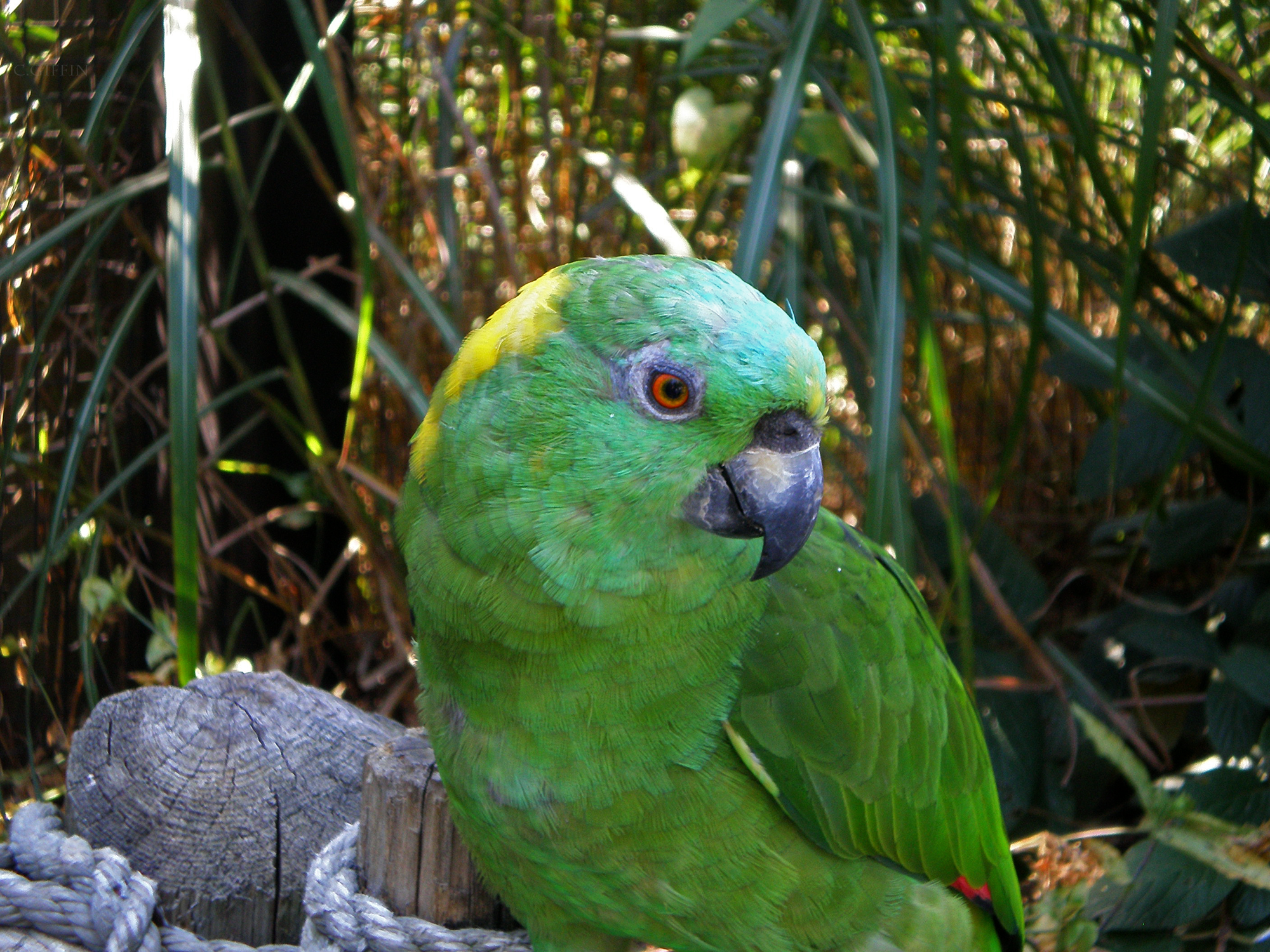 Yellow-naped Amazon - '08