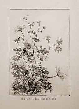 Matricaria Chamomilla (etching)