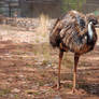 emu wagga zoo