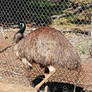 emu at the wagga wagga zoo