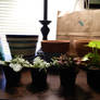 Miniature Houseplants