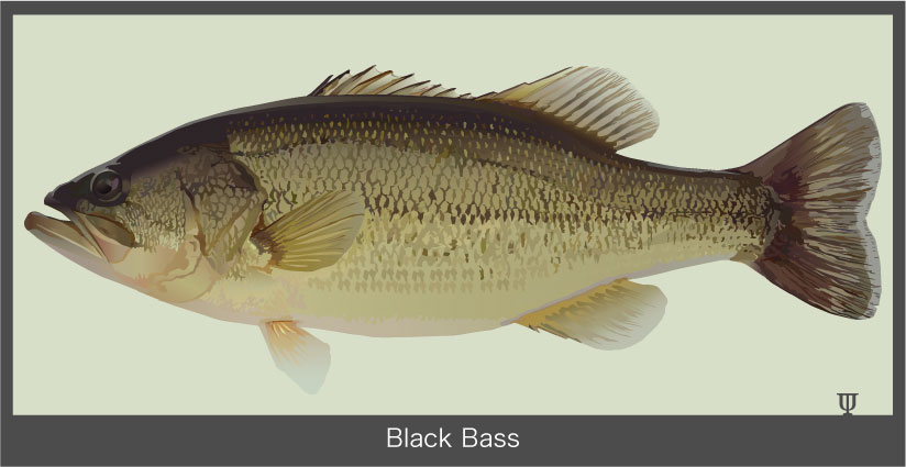 Black-Bass