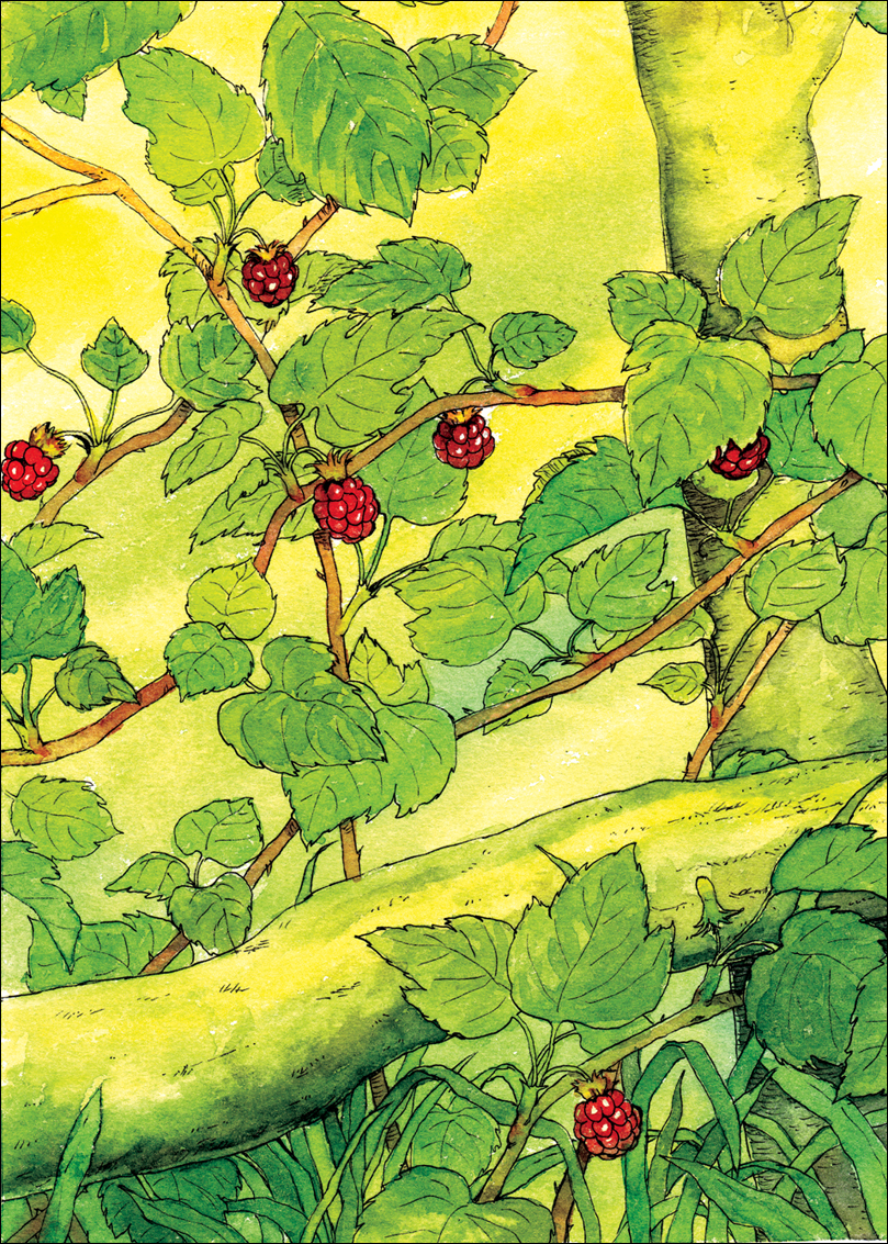 the Wildberries, watercolor