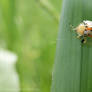 coleoptera