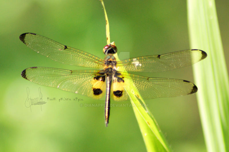 Rhyothemis phyllis