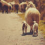 Following mama.