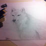 Arctic Wolf Sketch