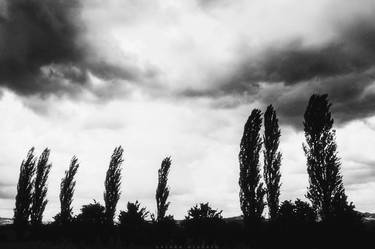 Cypresses are like feathers in the wind