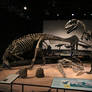 Camptosaurus, Allosaurus