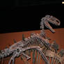 Monolophosaurus Tuojiangosaurus (3)