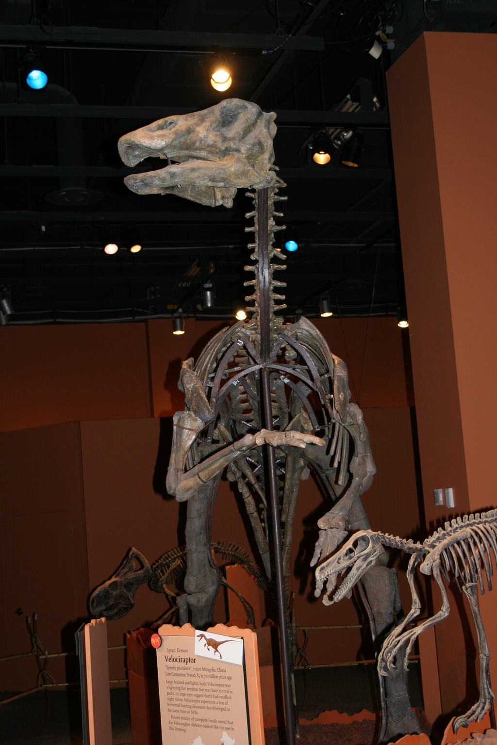 Bactrosaurus Tooth Bactrosaurus (3) by PaleoGuy on DeviantArt
