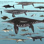 Marine Reptile Miscellany