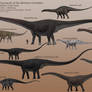 Sauropods of the Morrison Formation