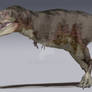 Daspletosaurus bulked up