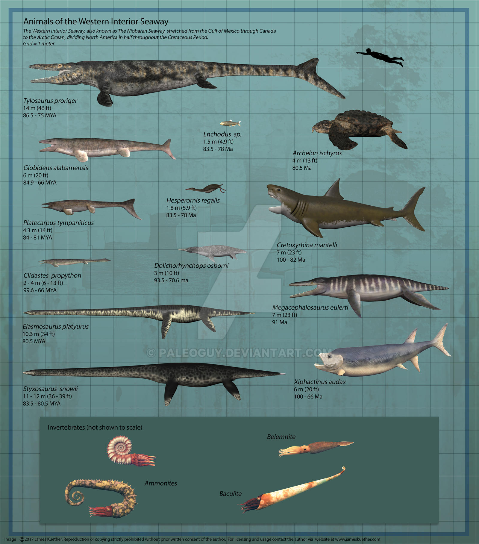 Animals Of The Western Interior Seaway By Paleoguy On Deviantart