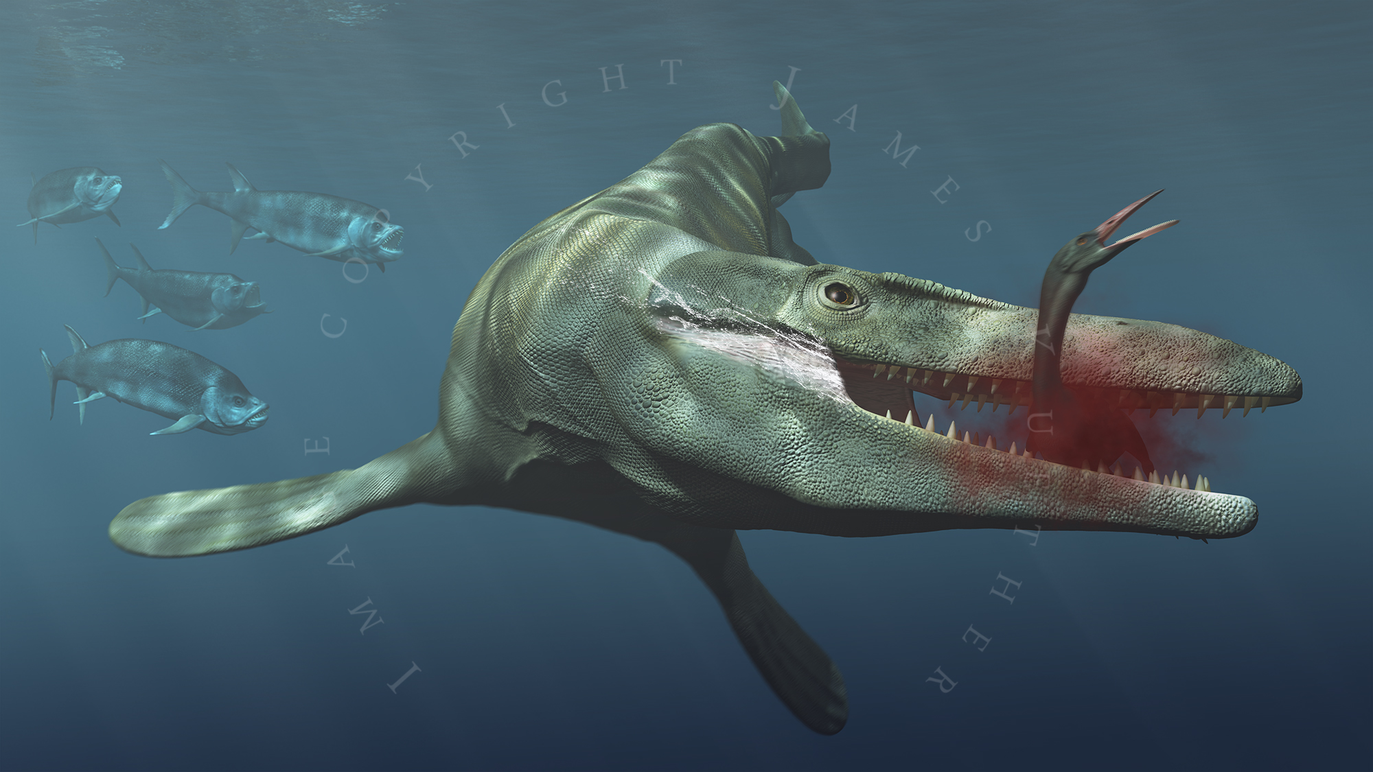 Tylosaurus By PaleoGuy On DeviantArt tylosaurus-by-paleoguy-on-deviantart