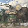 Triceratops horridus