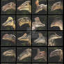 Ornithopods Part 1