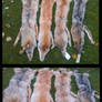 Coyote pelts