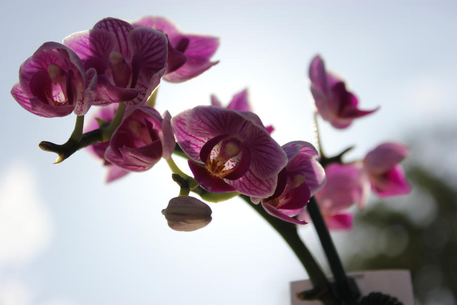 Orchids Please