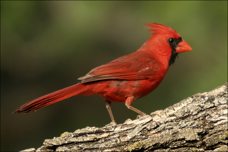 Cardinal