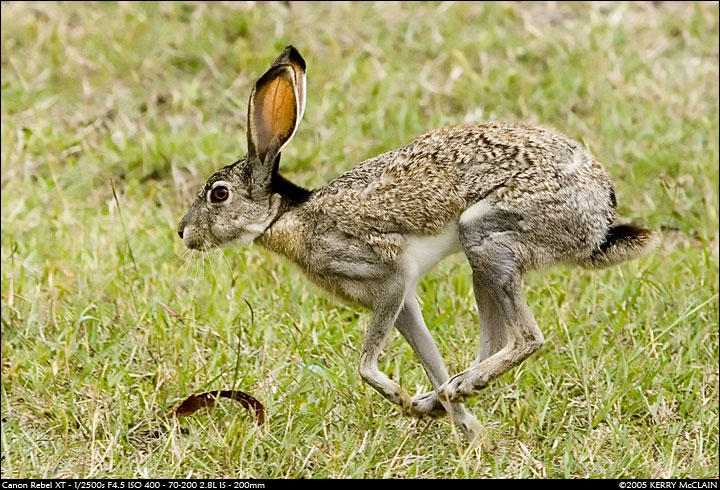 Jack Rabbit by insanitylabs on DeviantArt