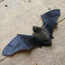 Animals I