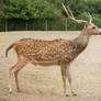 Axis Deer II