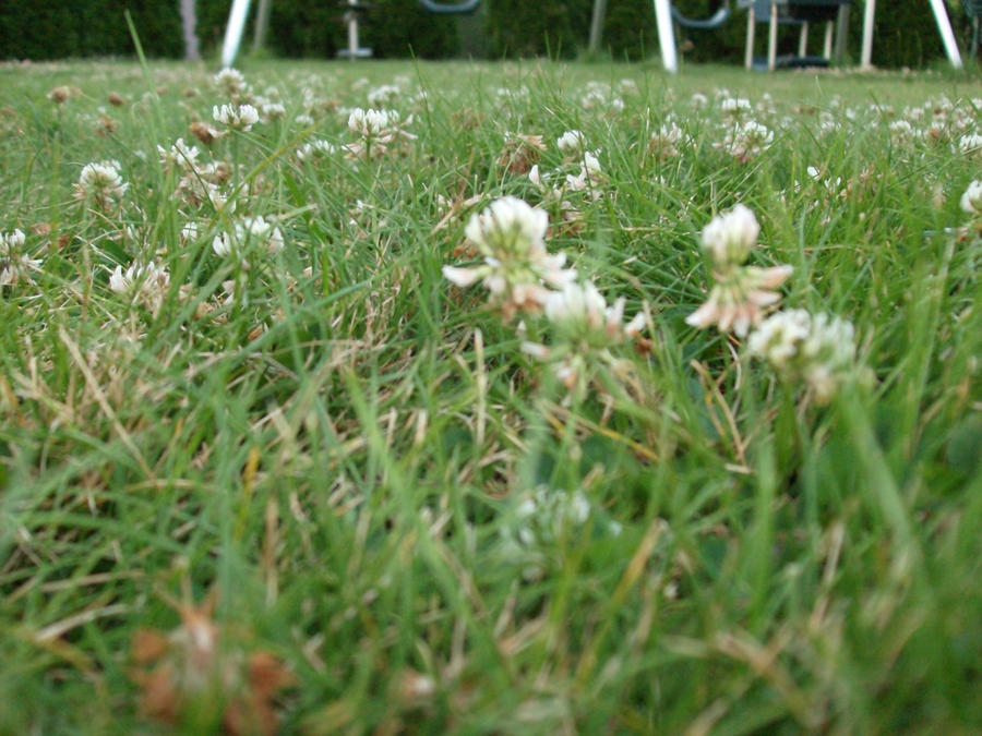 Grass N Flowers