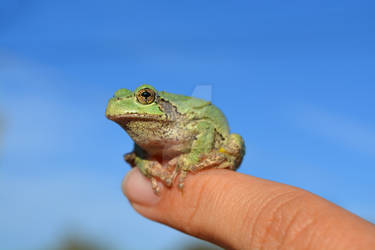 Tree Frog