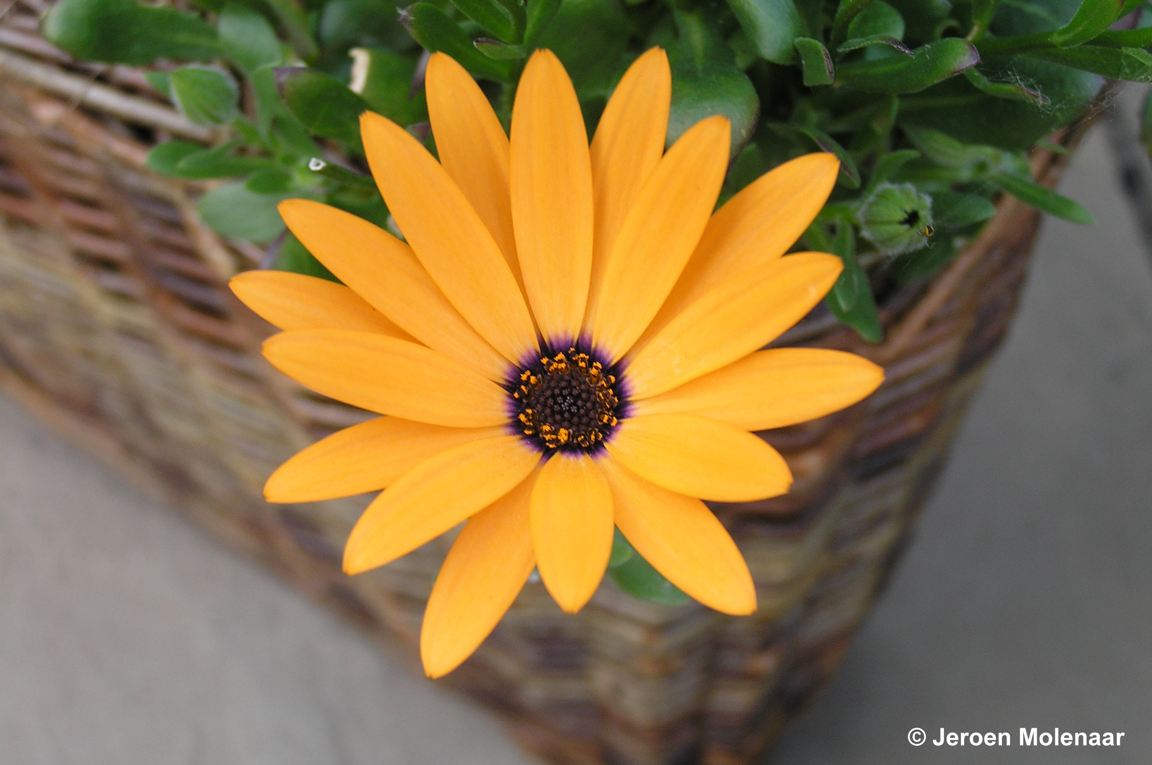 Orange Flower Close