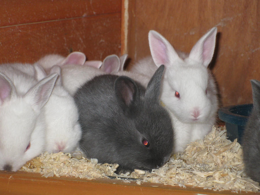 Assorted Rabbits Assortment of Rabbit Kits by Ammeratsu on DeviantArt