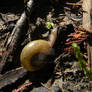 Woodland Snail