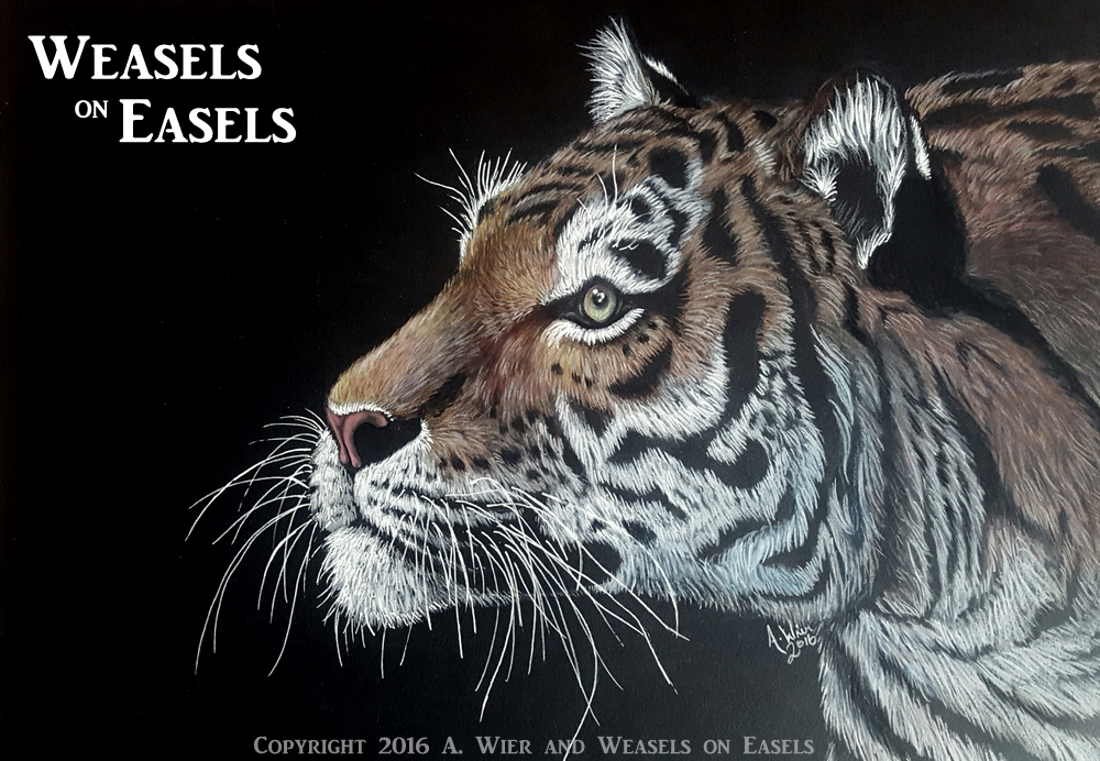 Enlightened ~ Colored Pencil Tiger