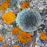 lichen 16