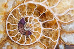 Ammonite 2 by JasonKaiser